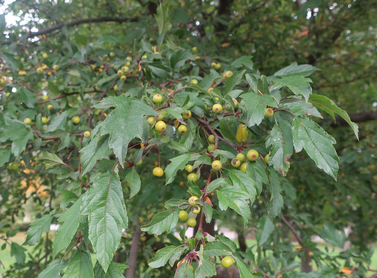 Image of genus Malus specimen.