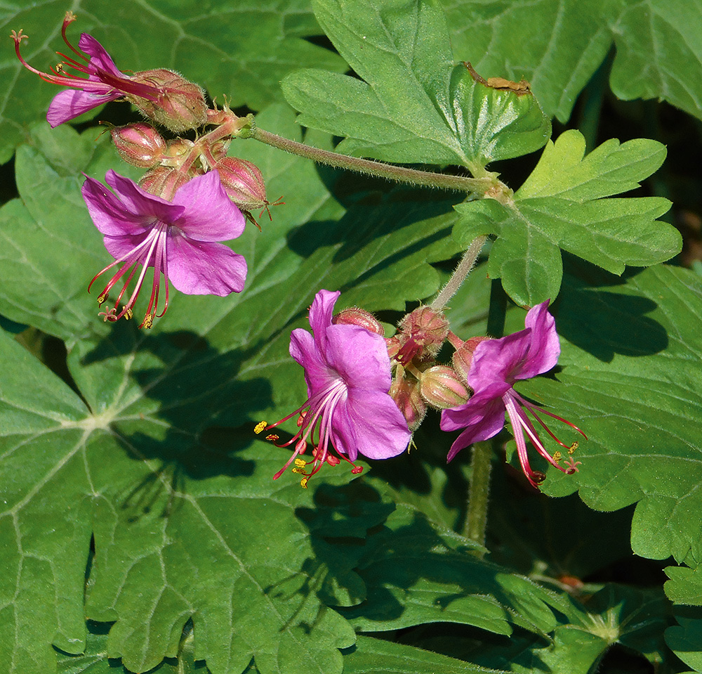 Image of Geranium macrorrhizum specimen.