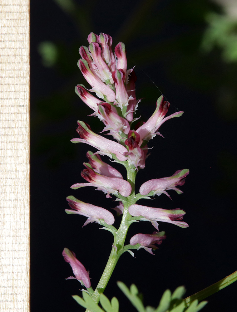 Image of Fumaria officinalis specimen.