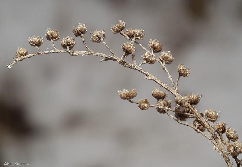 Image of Artemisia absinthium specimen.