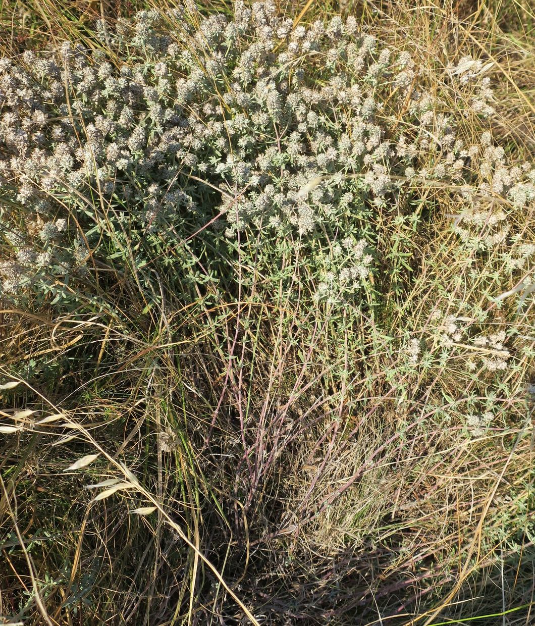 Изображение особи семейство Lamiaceae.