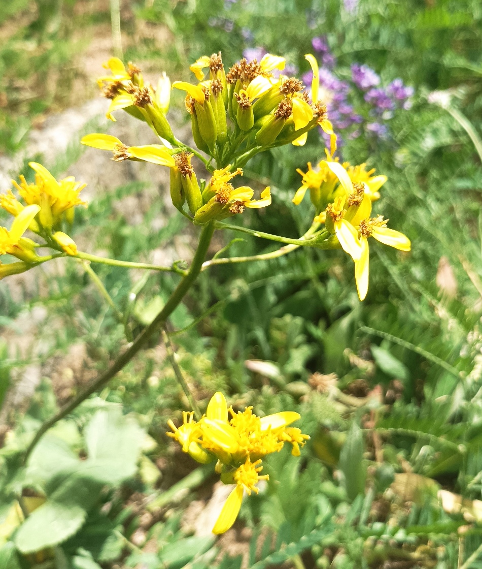 Изображение особи Ligularia thomsonii.