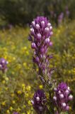 Castilleja exserta