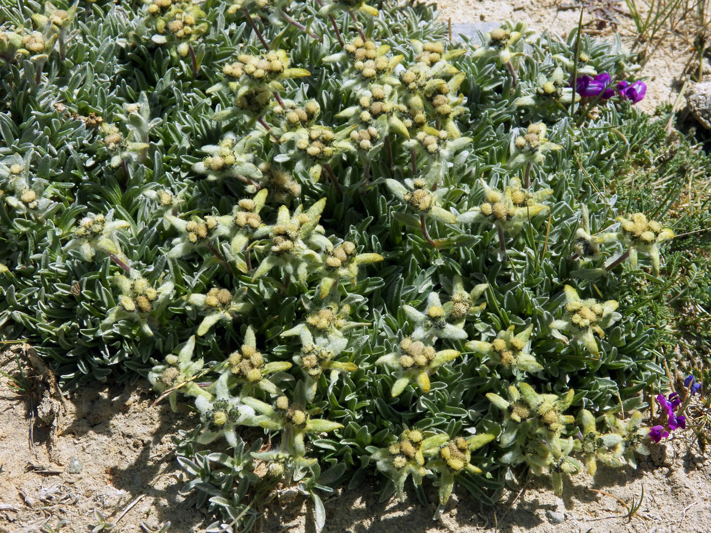 Image of Leontopodium nanum specimen.