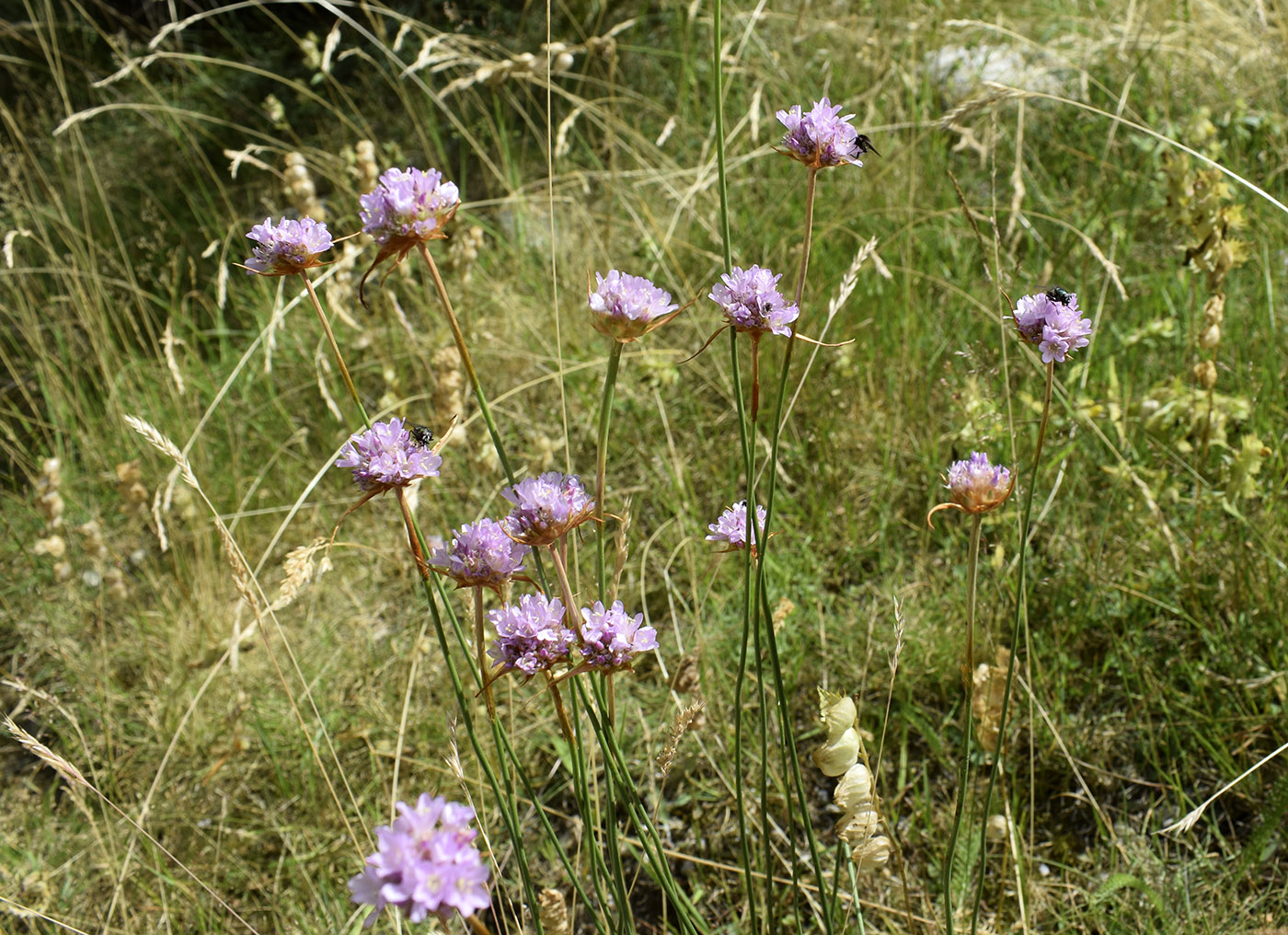 Image of Armeria arenaria specimen.