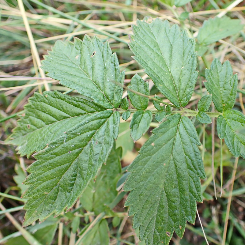 Image of genus Agrimonia specimen.