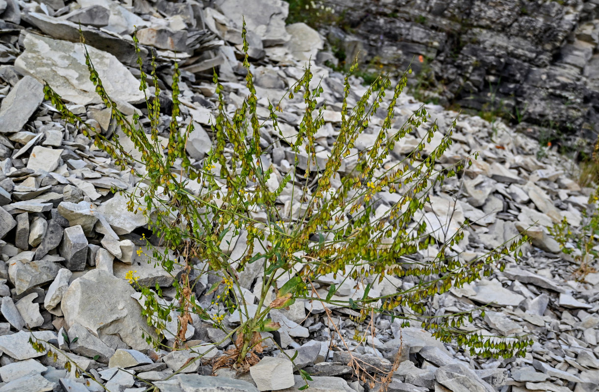 Image of Isatis latisiliqua specimen.