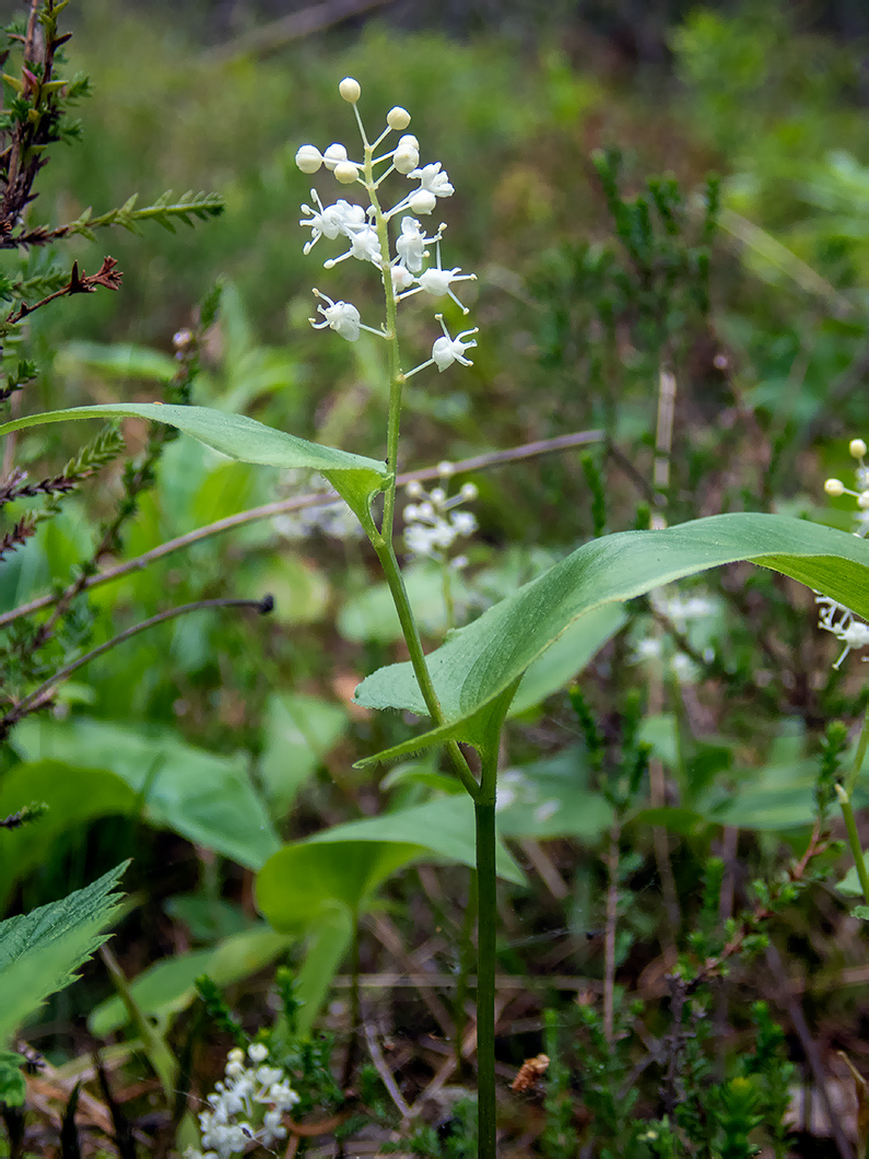 Изображение особи Maianthemum bifolium.