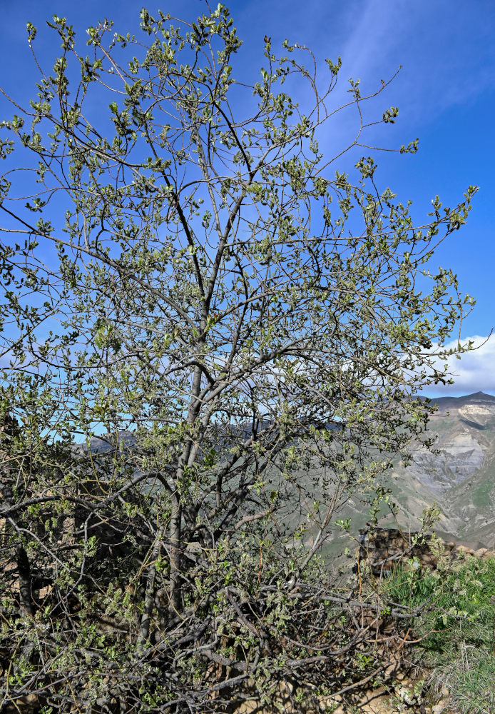 Image of genus Salix specimen.