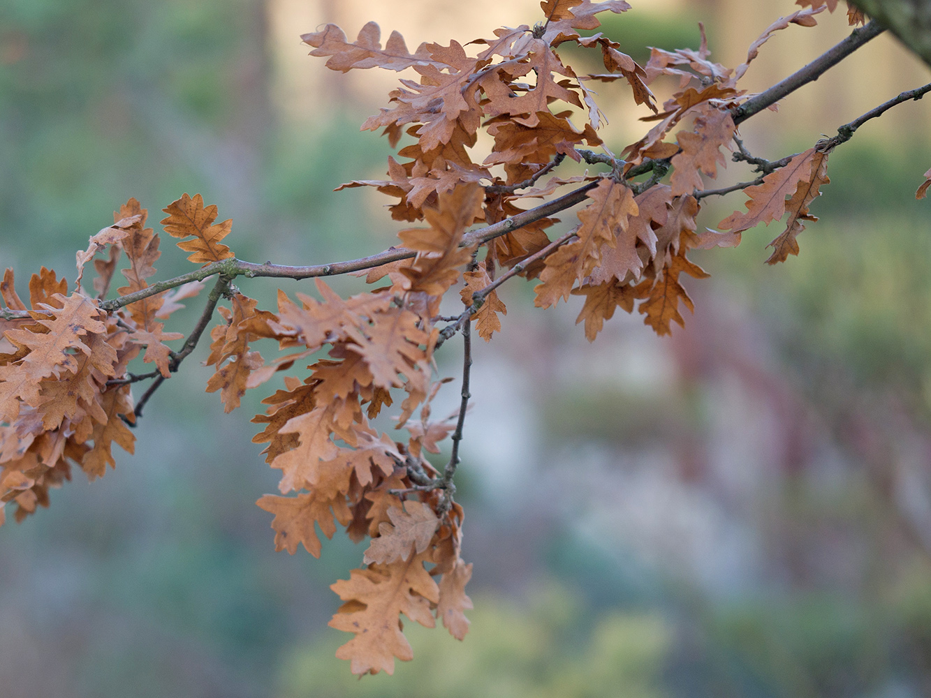 Изображение особи Quercus cerris.