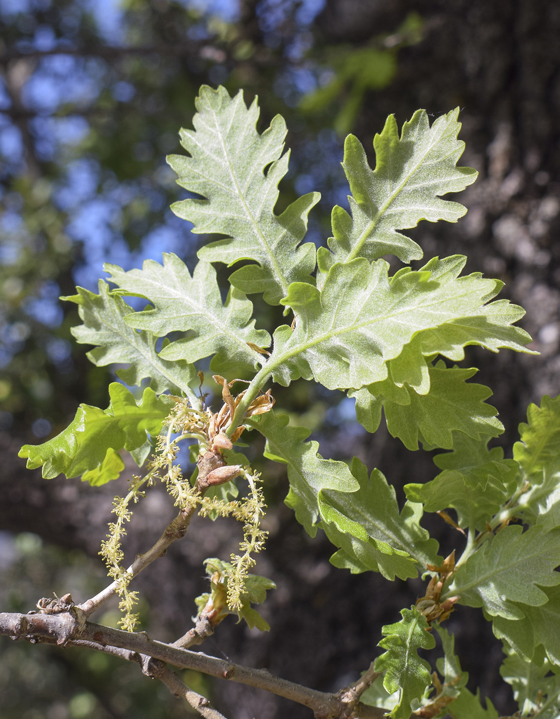 Image of genus Quercus specimen.