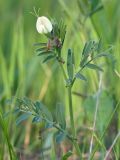 Vicia biebersteinii. Верхушка цветущего растения с фуражирующими муравьями. Краснодарский край, Крымский р-н, окр. станицы Неберджаевская, долина р. Неберджай, приречный луг. 20.04.2024.