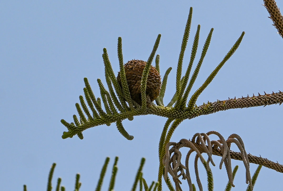 Image of Araucaria heterophylla specimen.