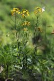 Erysimum amurense