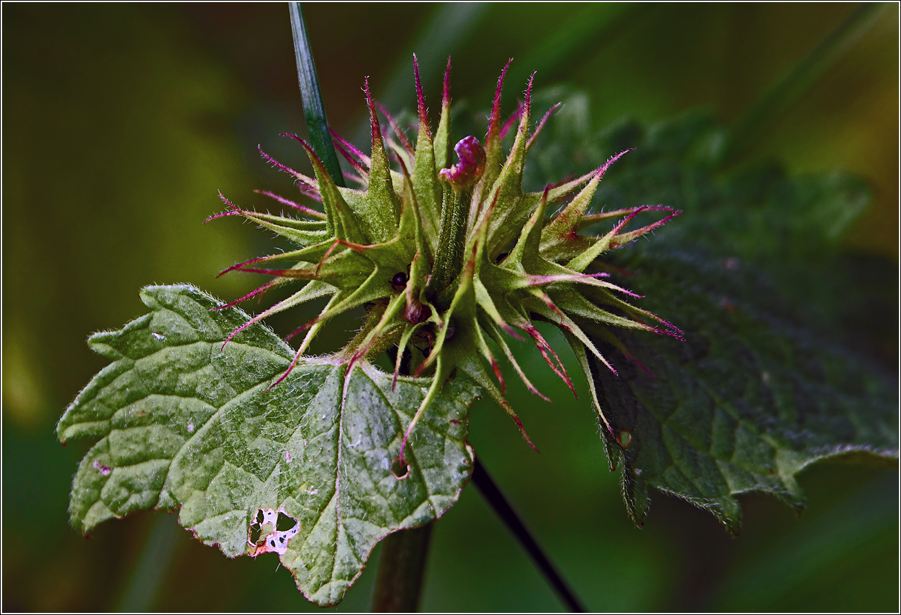 Image of Lamium album specimen.