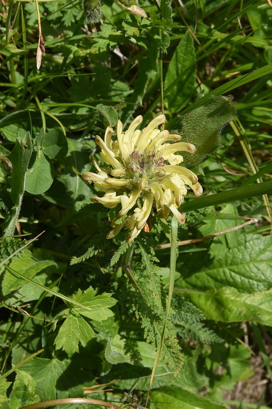 Image of genus Pedicularis specimen.