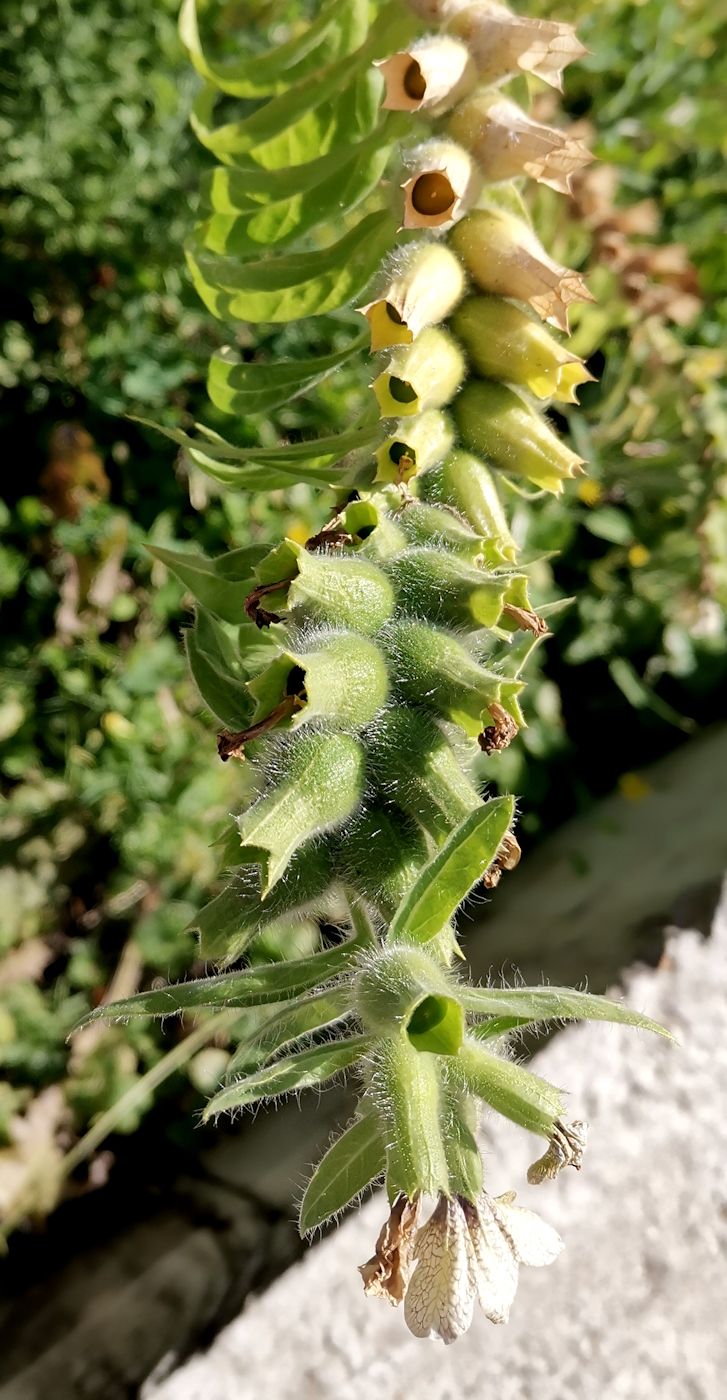 Изображение особи Hyoscyamus niger.