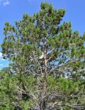 Pinus sylvestris. Крона взрослого дерева с шишками. Оренбургская обл., Кувандыкский гор. округ, Карагай-Губерлинское ущелье, опушка смешанного леса. 04.07.2023.