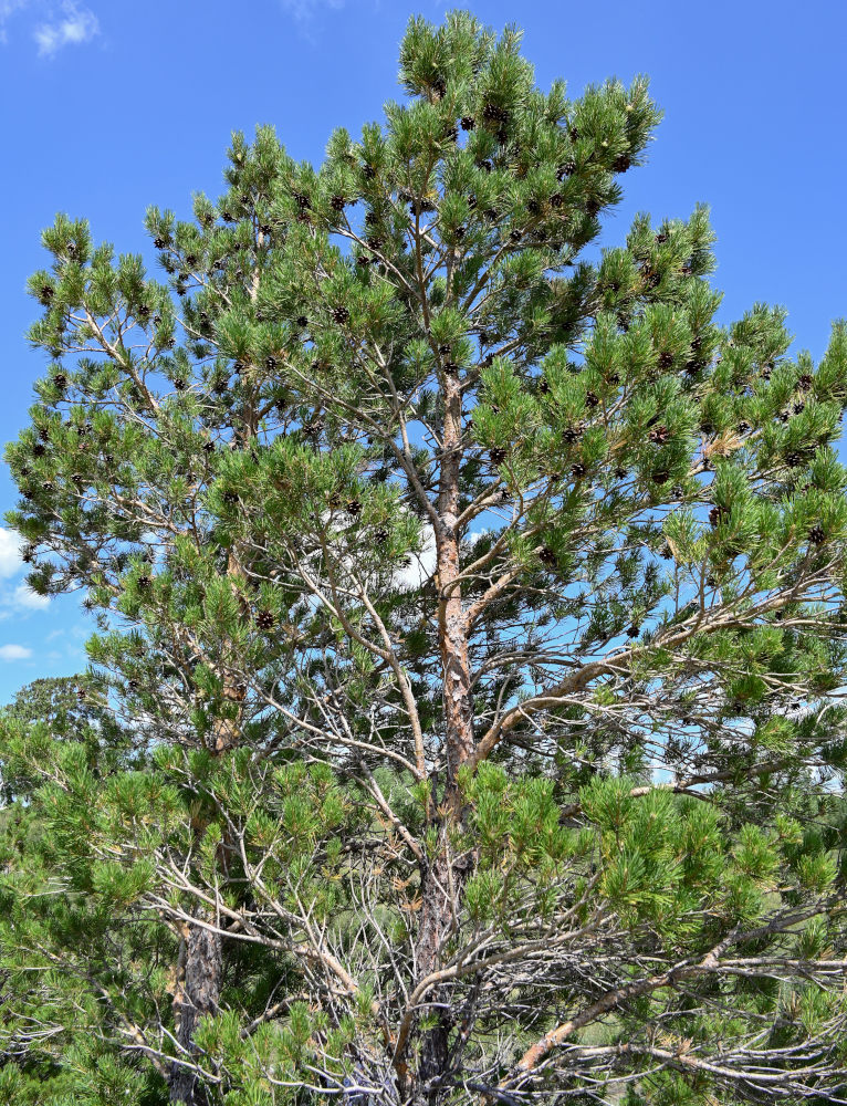 Изображение особи Pinus sylvestris.