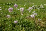 Cardamine seidlitziana. Цветущие растения. Карачаево-Черкесия, Урупский р-н, верховья притока р. Ацгара, влажный субальпийский луг. 08.08.2024.