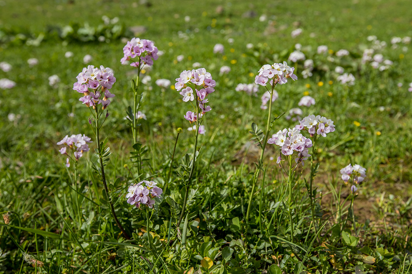 Изображение особи Cardamine seidlitziana.