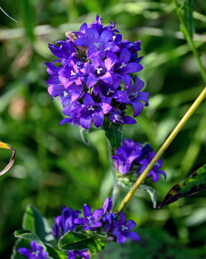 Image of Campanula glomerata specimen.