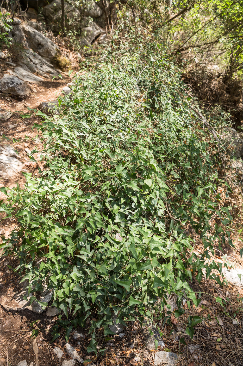 Image of Smilax aspera specimen.