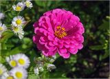 Zinnia elegans. Соцветие. Московская обл., Раменский р-н, окр. дер. Хрипань, садовый участок. 15.10.2024.