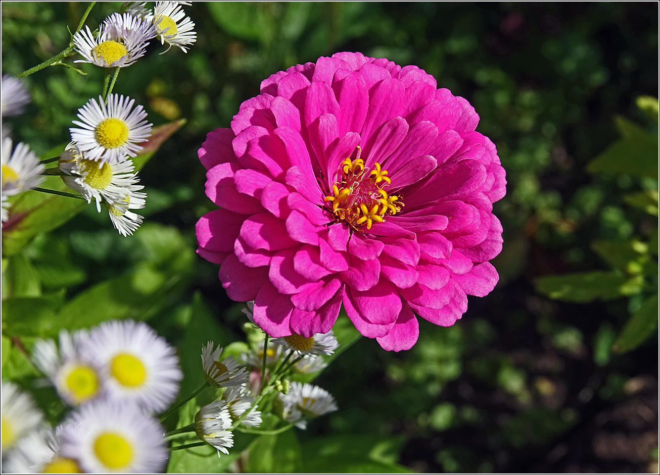 Image of Zinnia elegans specimen.