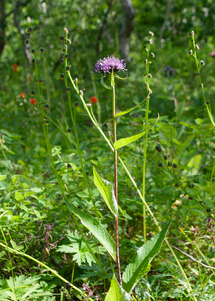 Изображение особи Saussurea pseudotilesii.