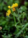 Hieracium umbellatum. Верхушка побега с соцветиями. Вологодская обл., Сокольский р-н, Оларевская гряда, опушка смешанного леса. 13.07.2024.