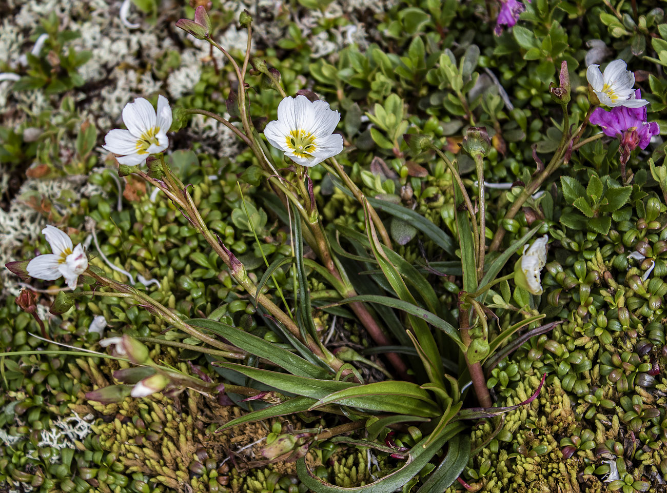 Изображение особи Claytonia soczaviana.