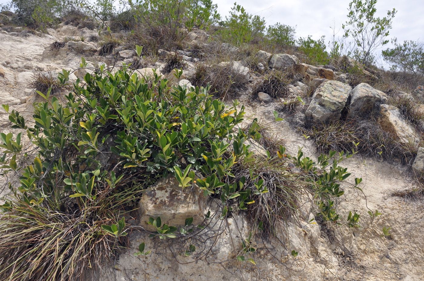 Изображение особи Gynochthodes parvifolia.