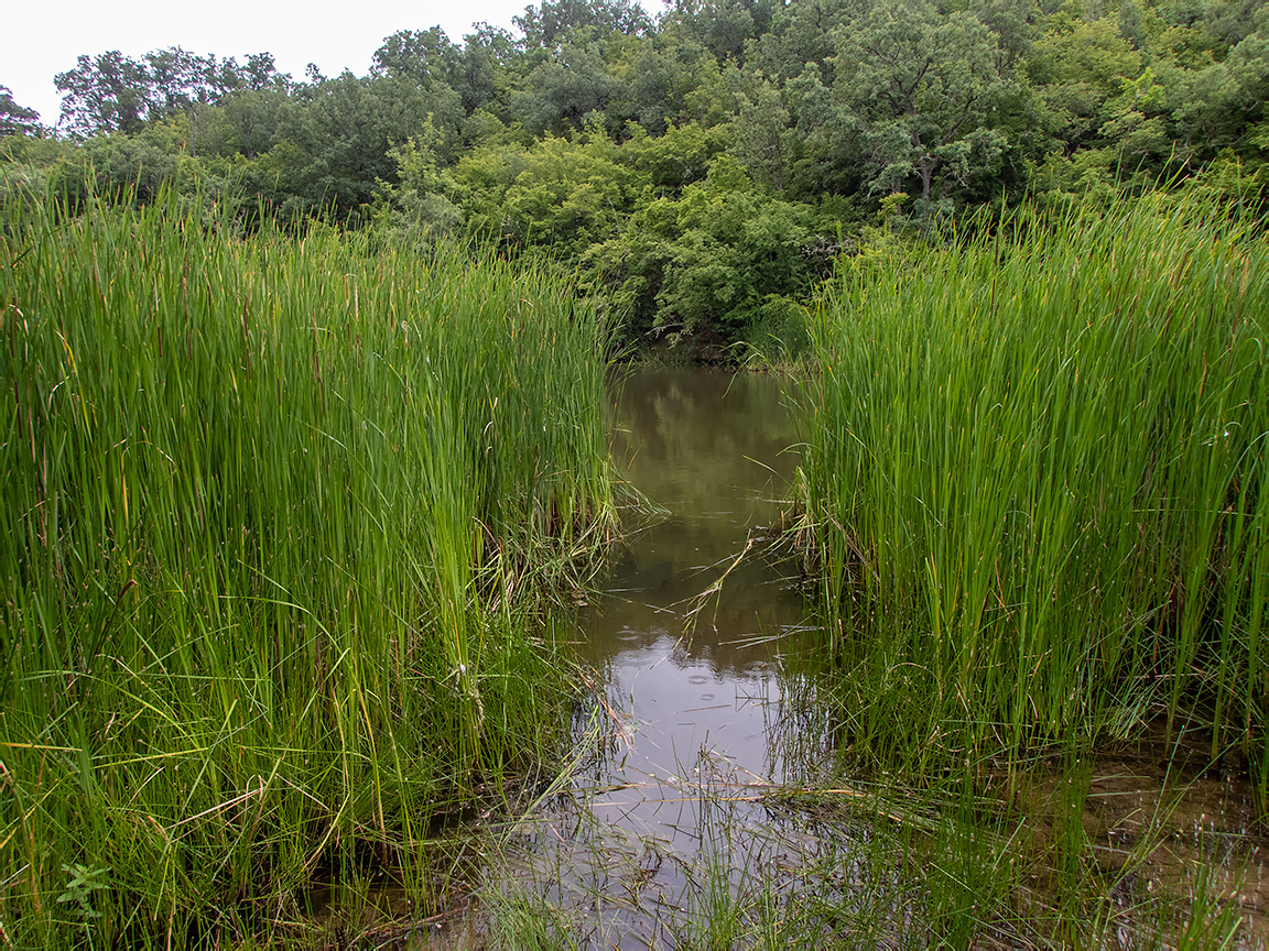 Изображение особи Typha angustifolia.