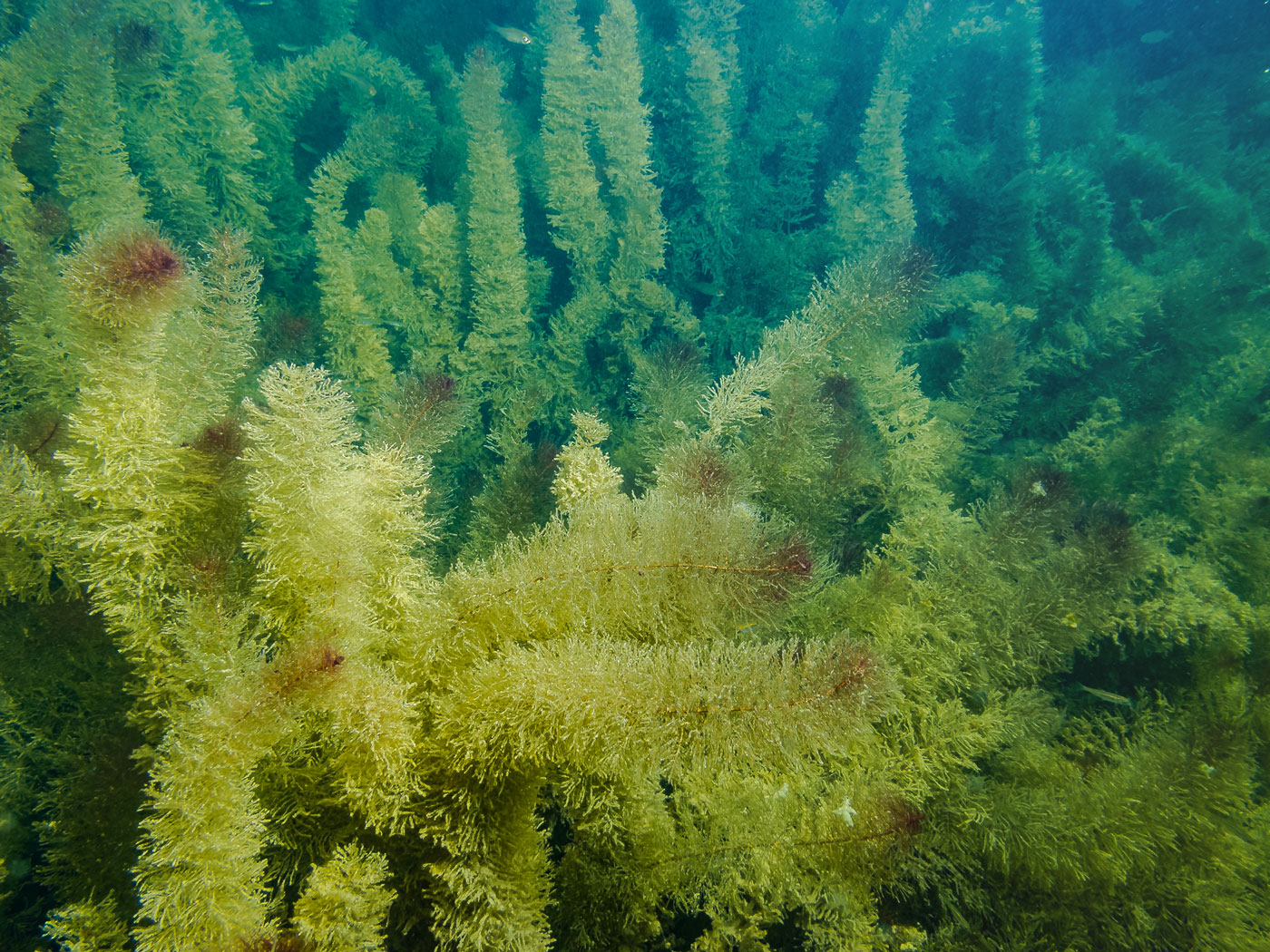 Image of Myriophyllum verticillatum specimen.