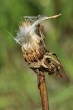 Scorzonera humilis. Соплодие с отделившимся плодом-семянкой. Ленинградская обл., Волосовский р-н, окр. дер. Донцо, замшелый суходольный злаково-разнотравный луг на карбонатной почве. 22.06.2024.