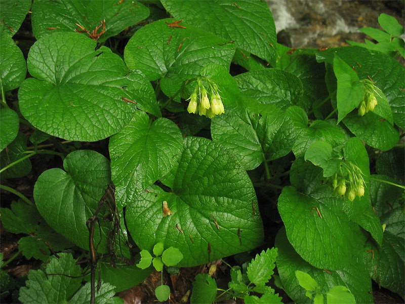 Image of Symphytum cordatum specimen.