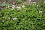 Trifolium repens. Цветущее растение. Пермский край, г. Пермь, Кировский р-н, песчано-гравийный холм. 27.07.2024.