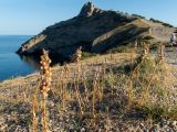 Asphodeline lutea