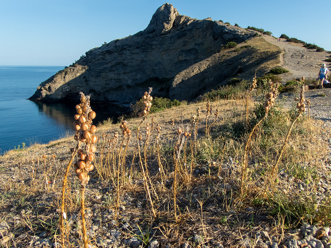 Image of Asphodeline lutea specimen.