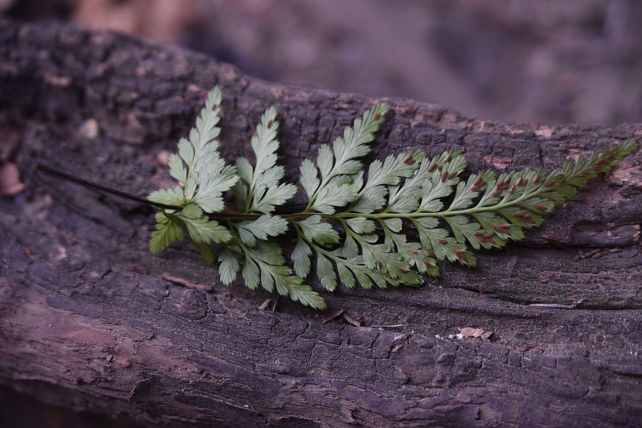 Image of Asplenium adiantum-nigrum specimen.