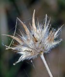 Psoralea bituminosa подвид pontica