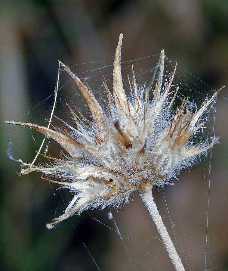 Изображение особи Psoralea bituminosa ssp. pontica.