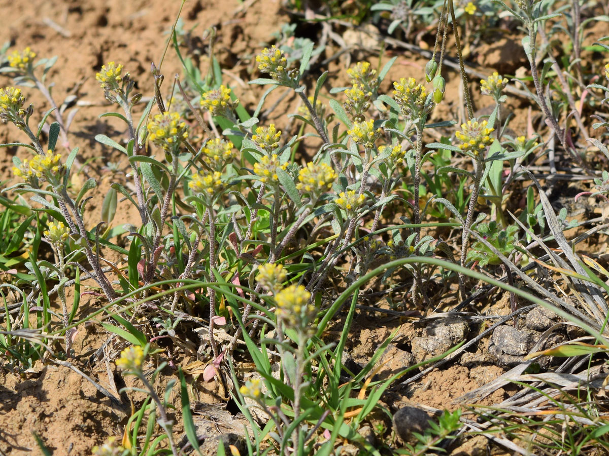 Image of Alyssum turkestanicum var. desertorum specimen.