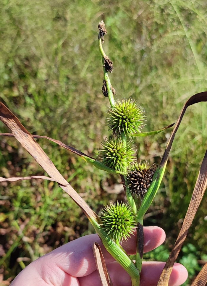 Image of Sparganium emersum specimen.