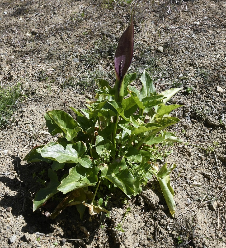 Image of Arum sintenisii specimen.