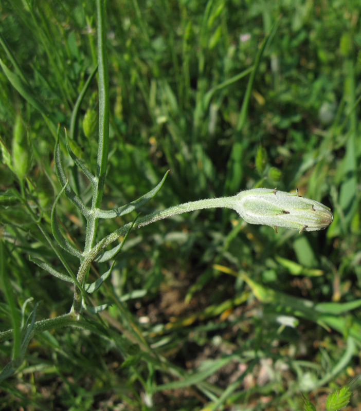 Image of genus Podospermum specimen.