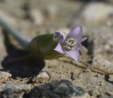 View full-size image Chardinia orientalis