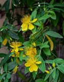 Смотреть изображение Hypericum monogynum