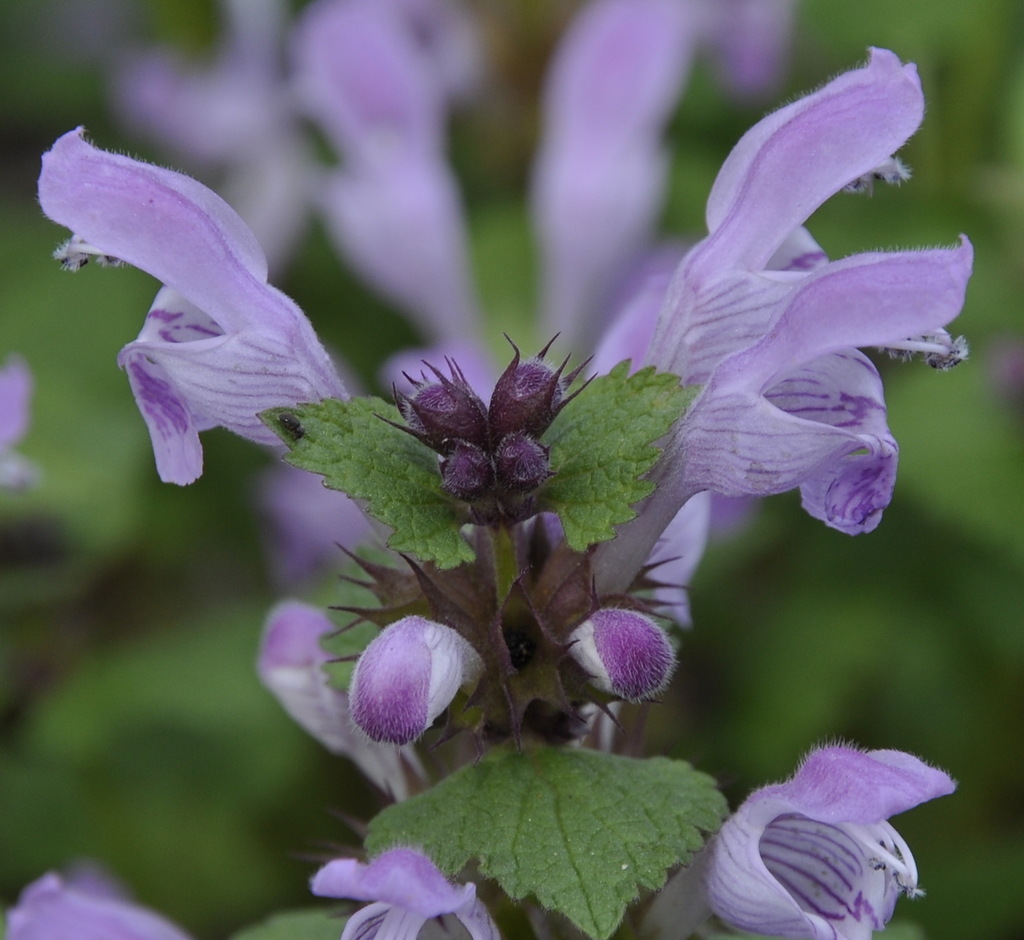 Image of Lamium garganicum specimen.